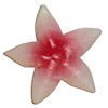 RTD-1770 - Plastic Starfish Decoration
